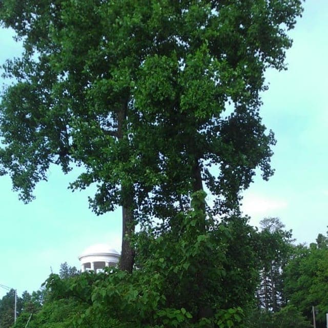 Vestavia Hills