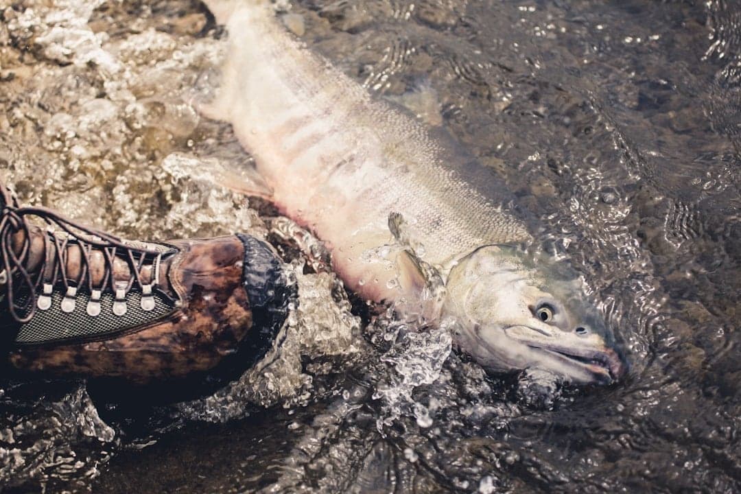Togiak, AK