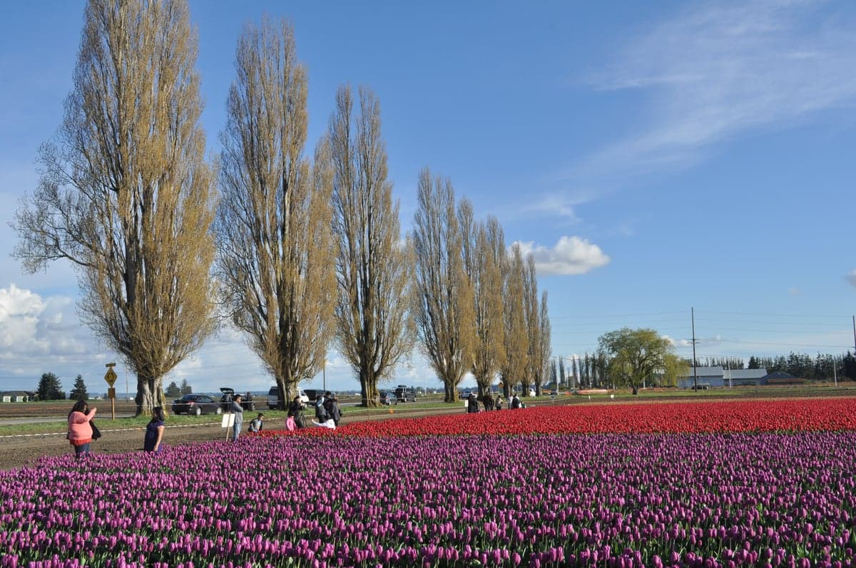 Skagit County